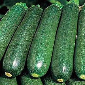 The best varieties of zucchini for open ground