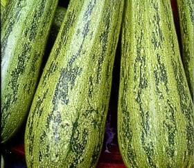 The best varieties of zucchini for open ground