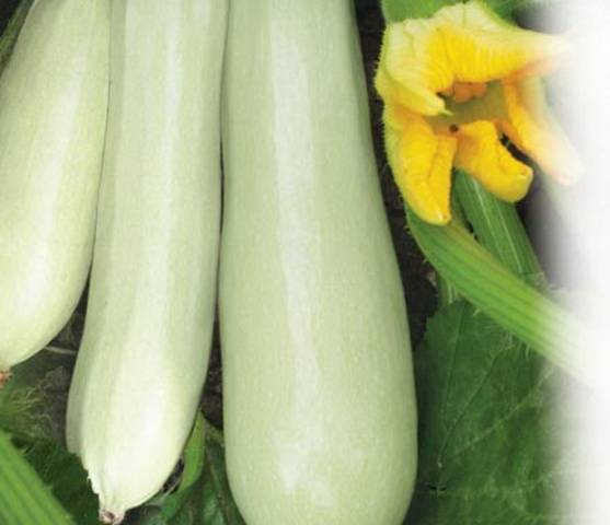 The best varieties of zucchini for open ground