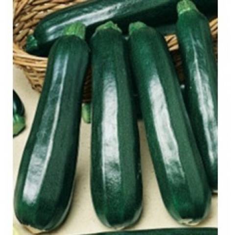 The best varieties of zucchini for open ground