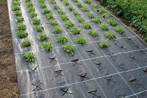 The best way to grow strawberries