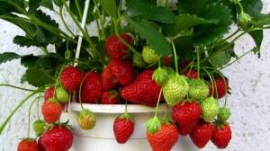 The best way to grow strawberries