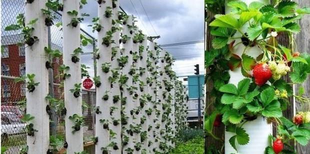 The best way to grow strawberries