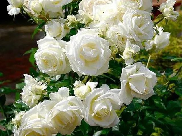 The best white climbing roses: varieties + photos 