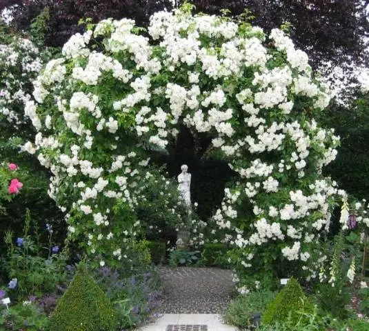 The best white climbing roses: varieties + photos 