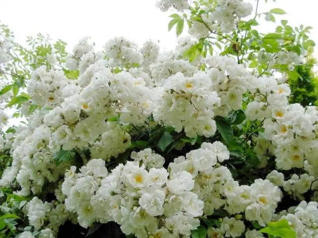 The best white climbing roses: varieties + photos 