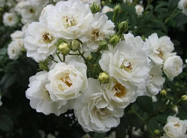 The best white climbing roses: varieties + photos 