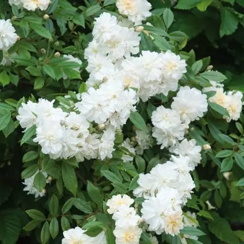 The best white climbing roses: varieties + photos 