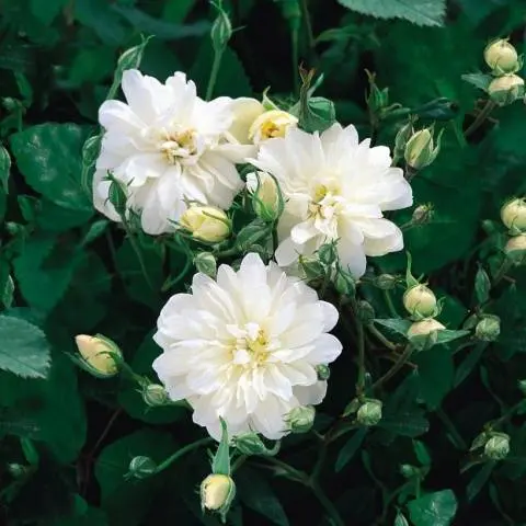 The best white climbing roses: varieties + photos 