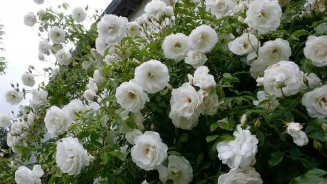 The best white climbing roses: varieties + photos 