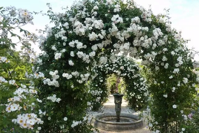 The best white climbing roses: varieties + photos 