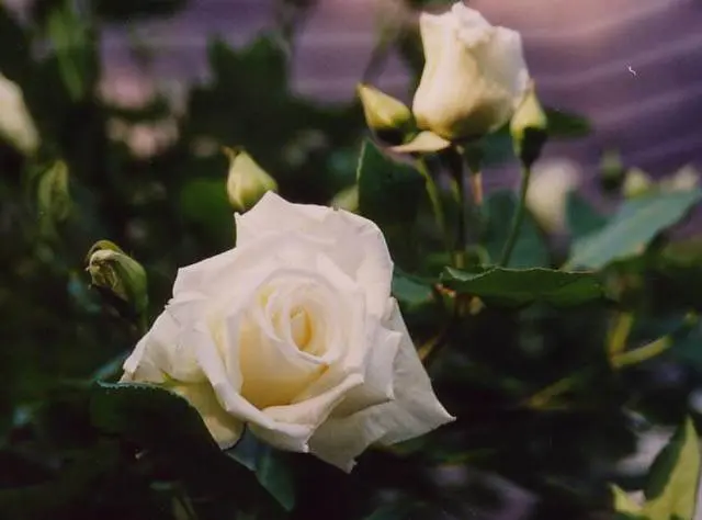 The best white climbing roses: varieties + photos 