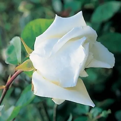 The best white climbing roses: varieties + photos 