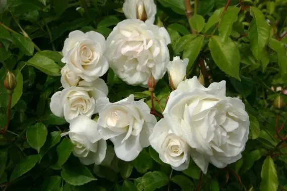 The best white climbing roses: varieties + photos 