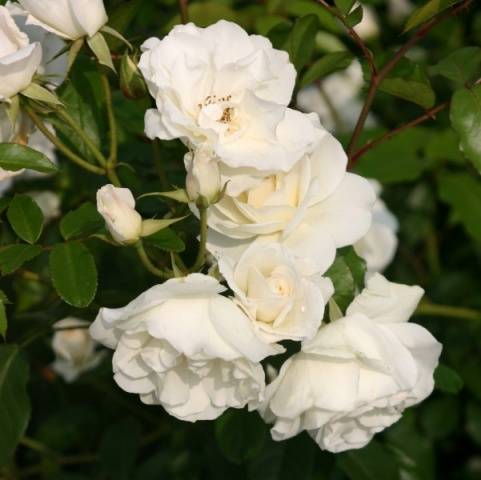 The best white climbing roses: varieties + photos 