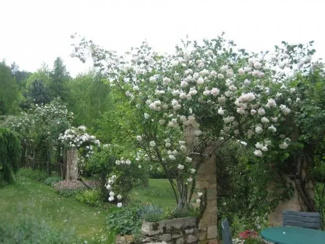 The best white climbing roses: varieties + photos 