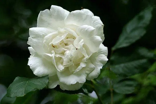 The best white climbing roses: varieties + photos 