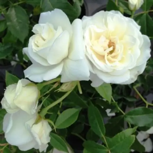 The best white climbing roses: varieties + photos 