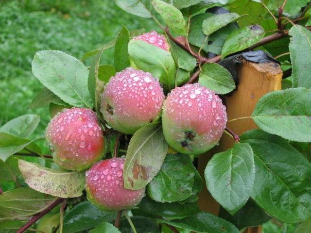 The best winter varieties of apples stored until spring