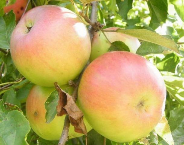 The best winter varieties of apples stored until spring