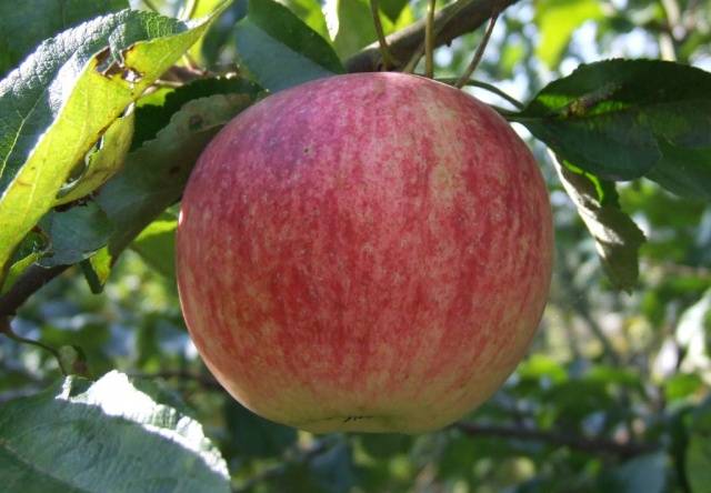 The best winter varieties of apples stored until spring