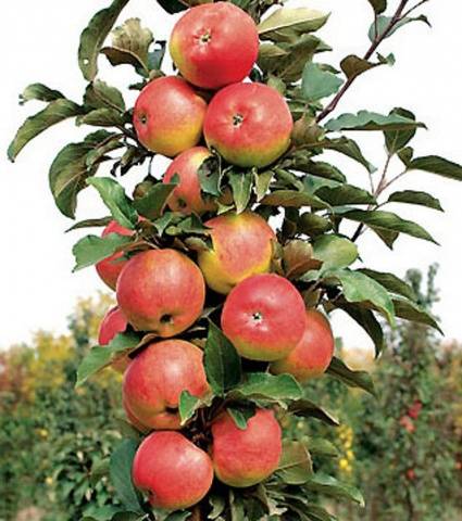 The best winter varieties of apples stored until spring