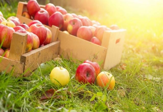 The best winter varieties of apples stored until spring