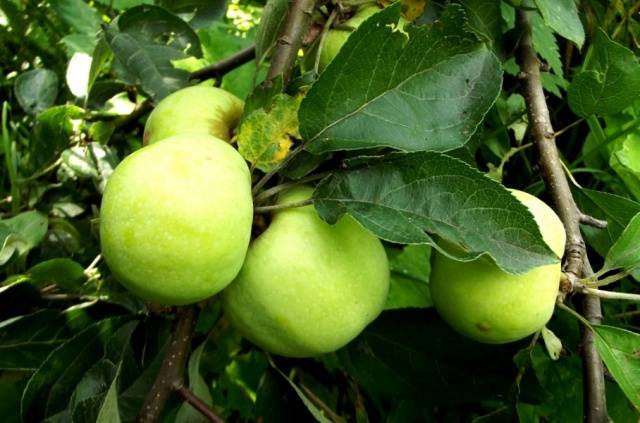 The best winter varieties of apples stored until spring