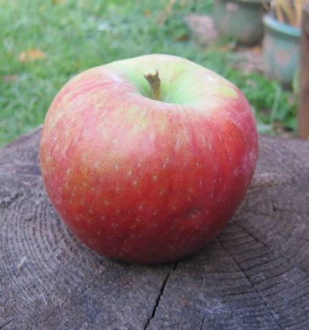 The best winter varieties of apples stored until spring