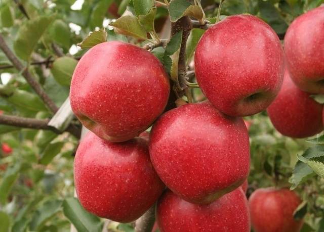 The best winter varieties of apples stored until spring