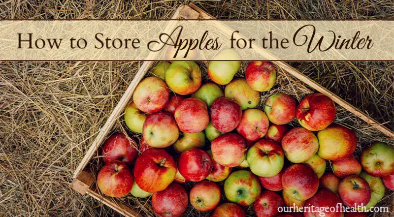 The best winter varieties of apples stored until spring