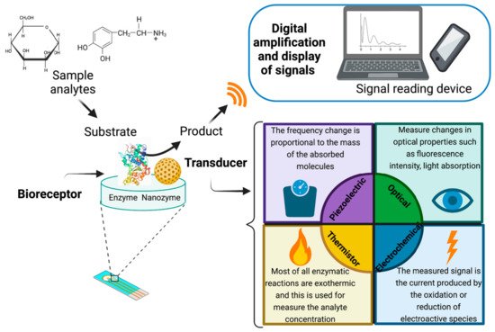 The biosensor will speed up the study of the enzyme involved in cancer development