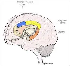 The brain feels the consequences of living in a big city