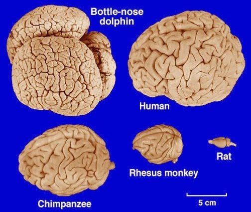 The brain is the most complicated structure in the universe