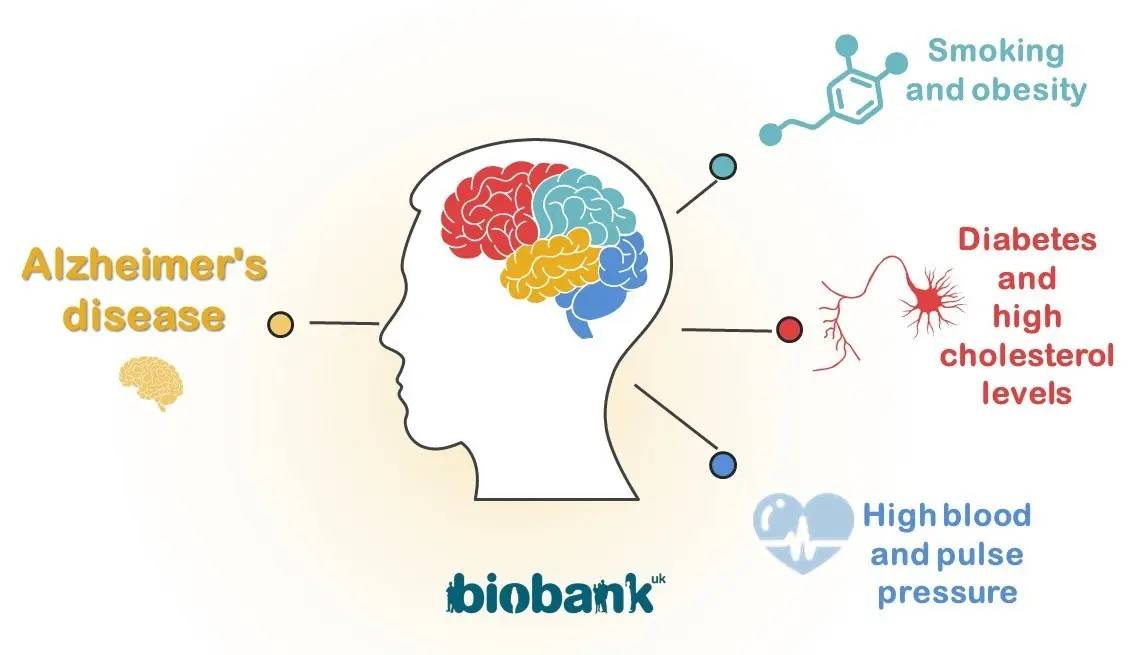 The brain shrinks from high blood pressure, diabetes, smoking or obesity