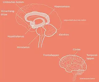 The brain &#8211; structure, functions, injuries and diseases. How to nourish the brain?