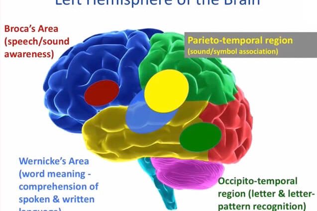 The brains of babies understand speech just like the brains of adults