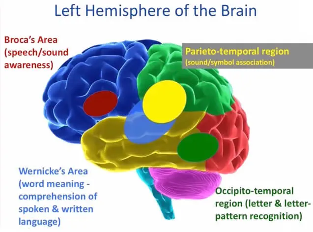 The brains of babies understand speech just like the brains of adults