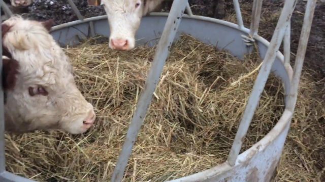 The calf grinds its teeth: why, what to do