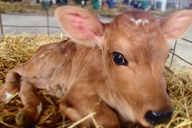 The calf grinds its teeth: why, what to do