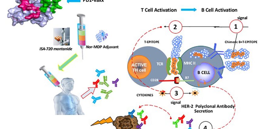 The cancer vaccine is entering human testing