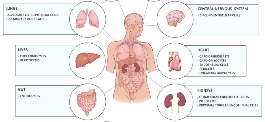 The cannabis component may reduce inflammation in the lungs of COVID-19 patients