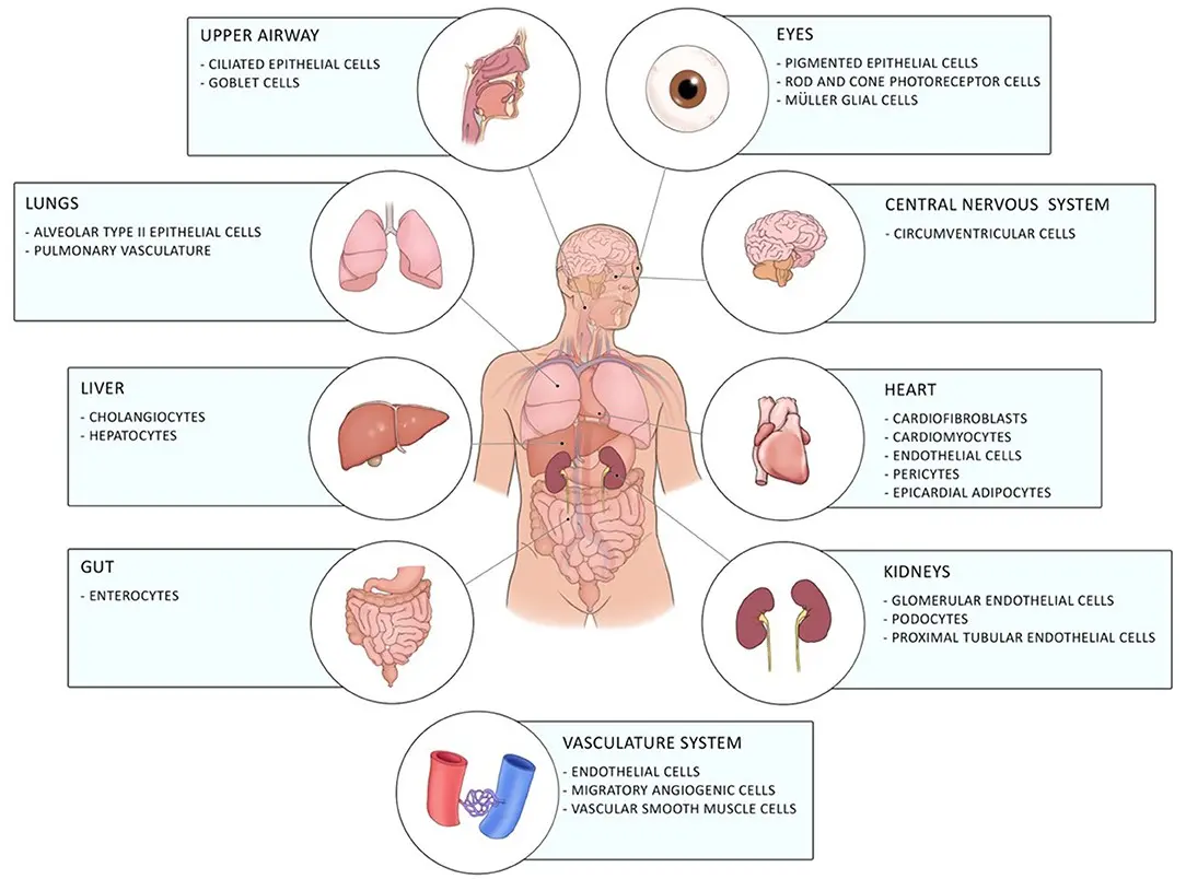 The cannabis component may reduce inflammation in the lungs of COVID-19 patients