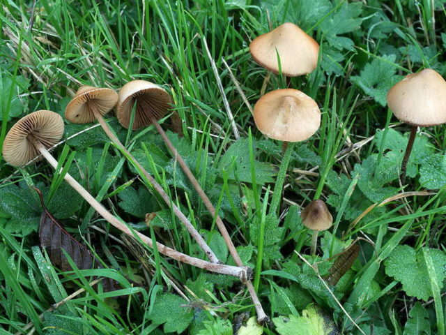 The cap is white: what it looks like, where it grows