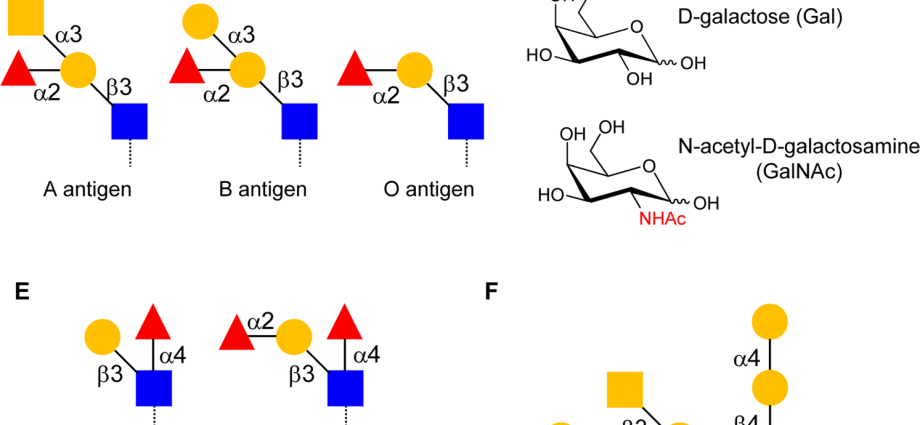 The carbohydrate derivative kills virulent viruses