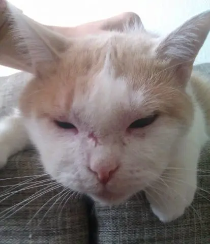 The cat was bitten by a bee in the nose + photo