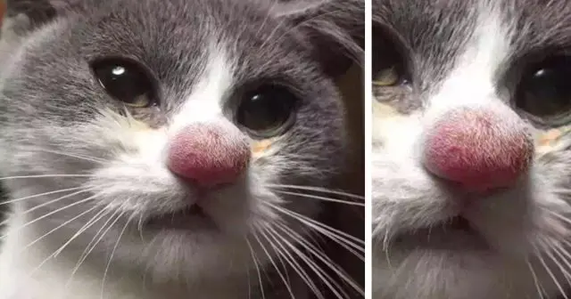 The cat was bitten by a bee in the nose + photo