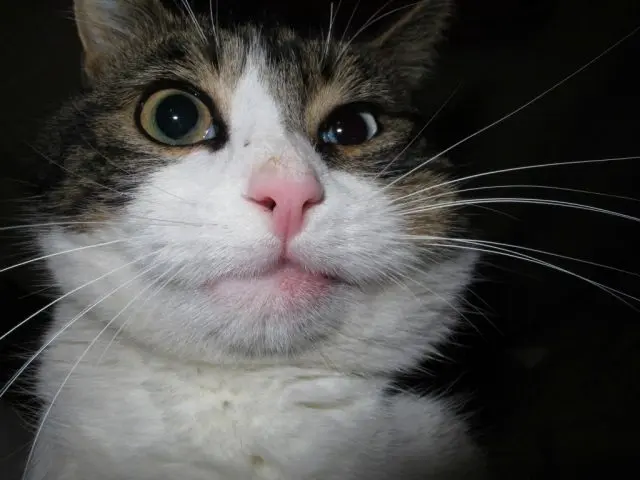 The cat was bitten by a bee in the nose + photo