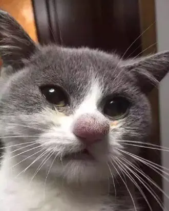 The cat was bitten by a bee in the nose + photo