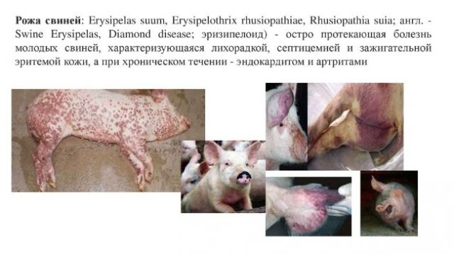 The causative agent of swine erysipelas